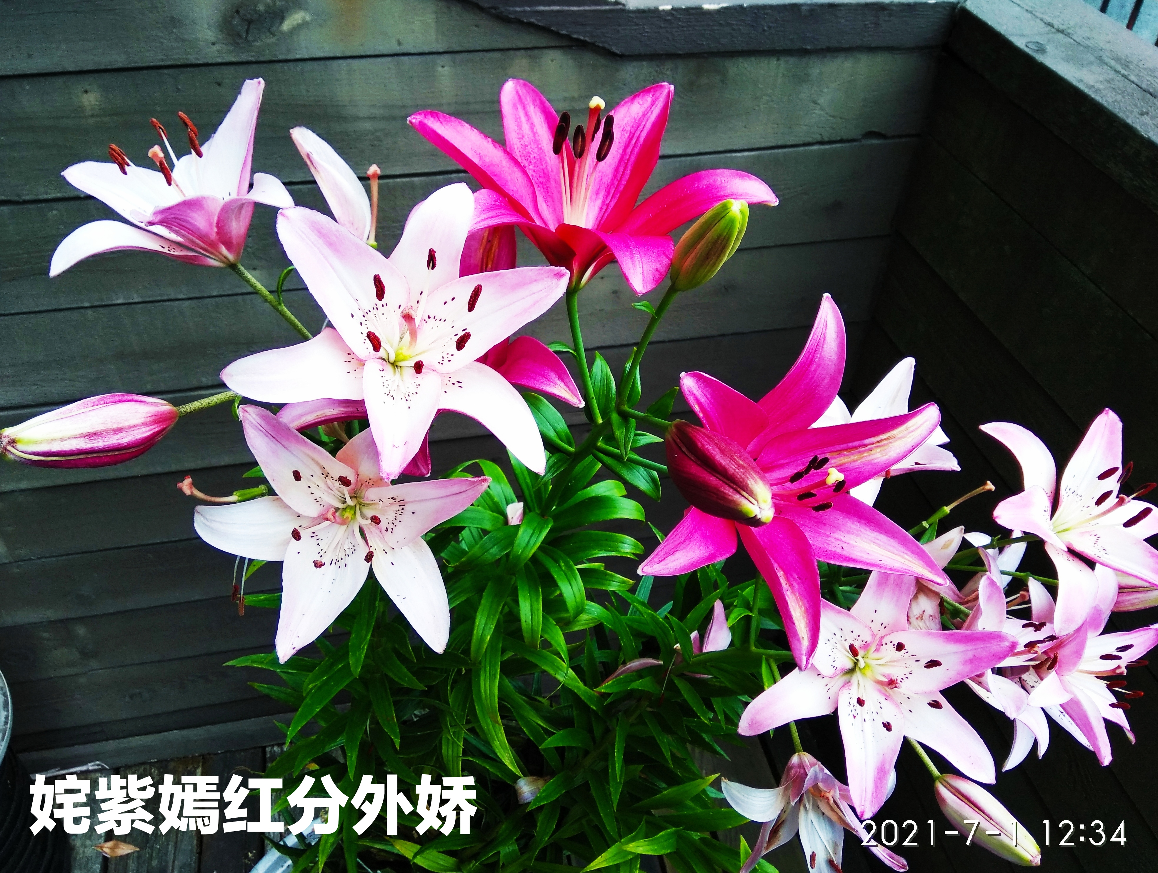 IMG_20210701_143732.jpg