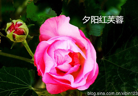 62ed8a6atx6BwnMmC8t95&amp;690.jpg