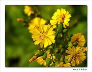 u=3224968125,815055&amp;fm=253&amp;fmt=auto&amp;app=138&amp;f=JPEG.webp.jpg